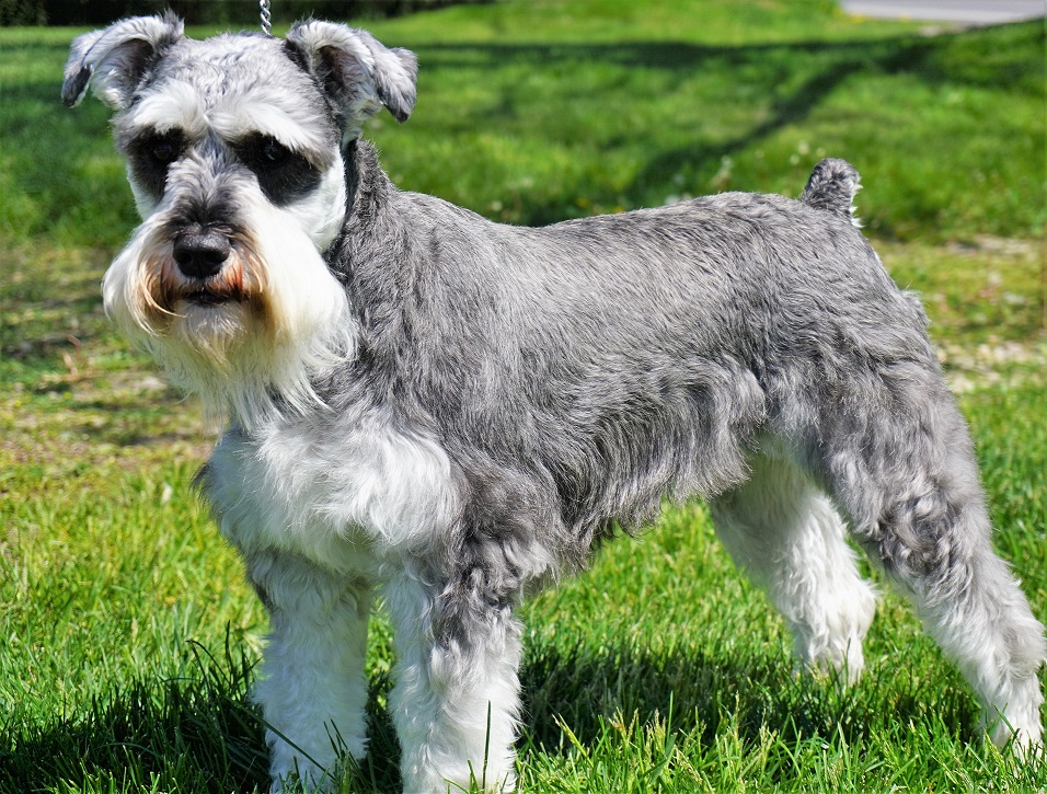 oscar-adult-male-schnauzer-man-s-best-friend