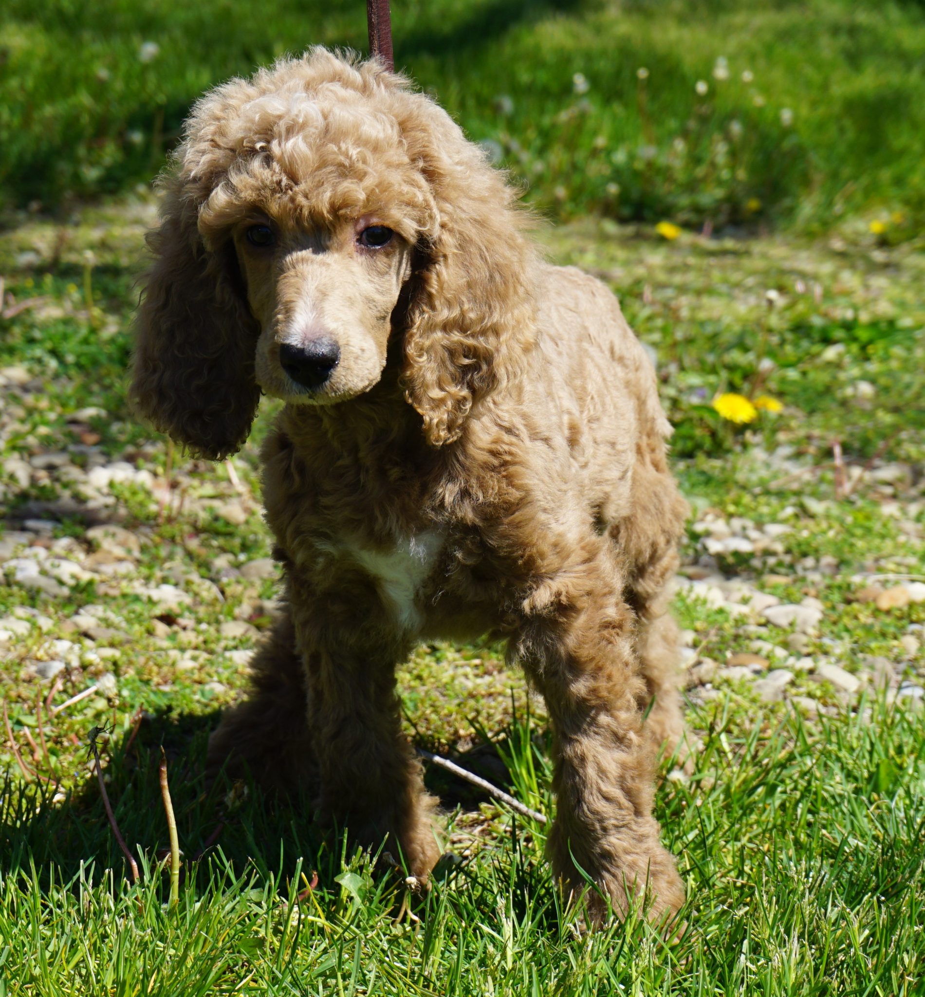 Sunflower: Female Silver Beige Standard Poodle – Man’s Best Friend