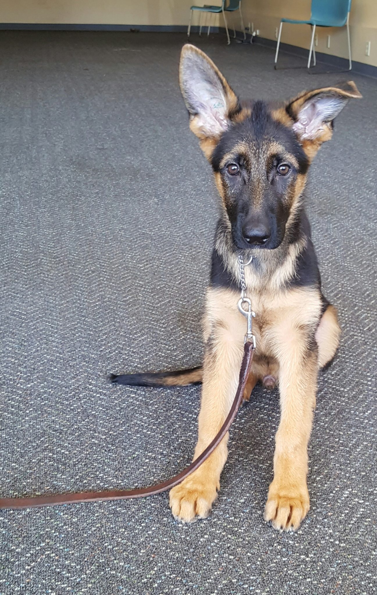 Cyrus WORLD CLASS MALE GERMAN SHEPHERD PUPPY Man s Best Friend