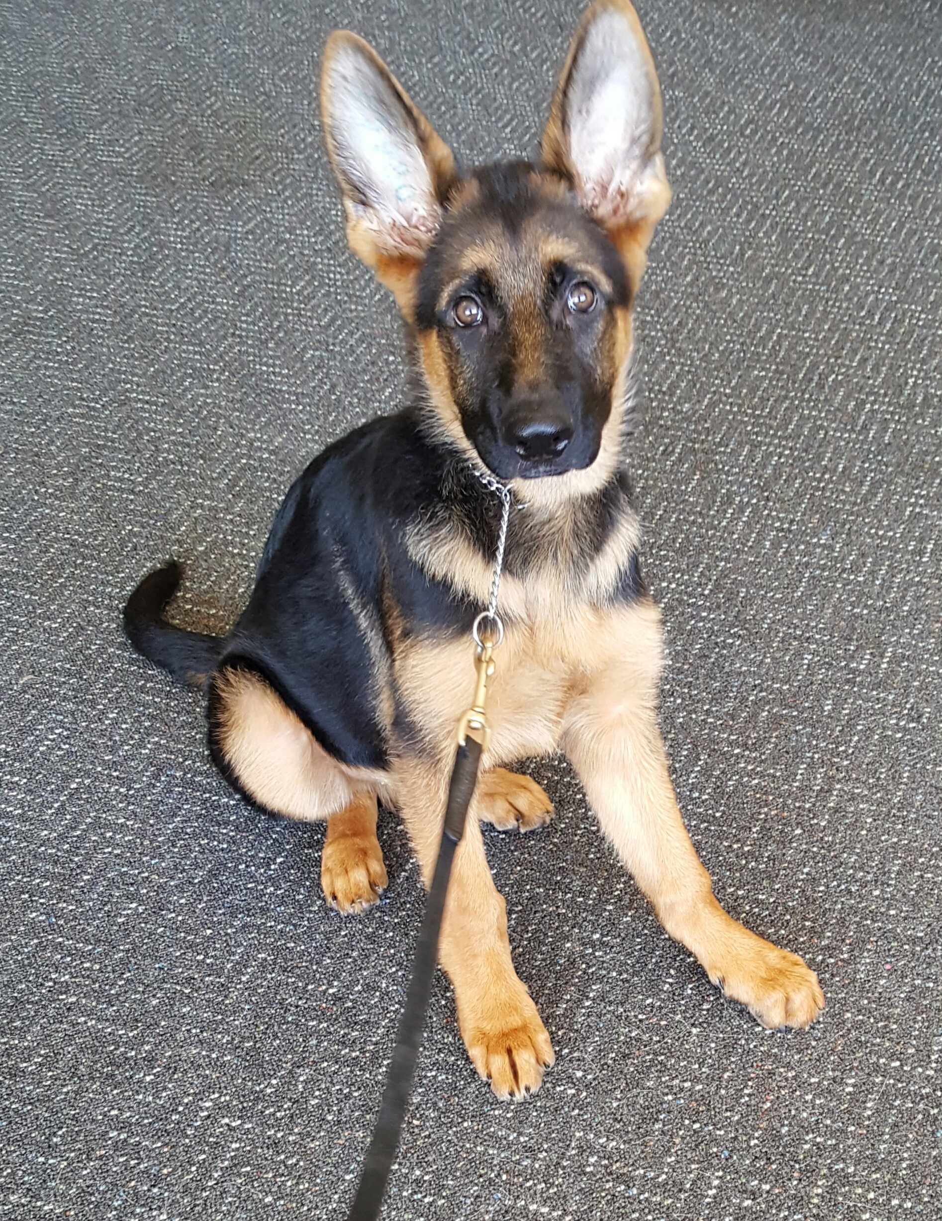 World Class Dog Training World Class Dog Training
