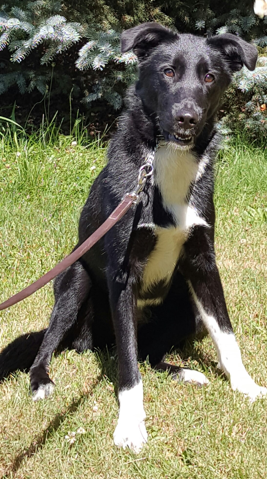 Lana Trained Rescue Dog Man's Best Friend