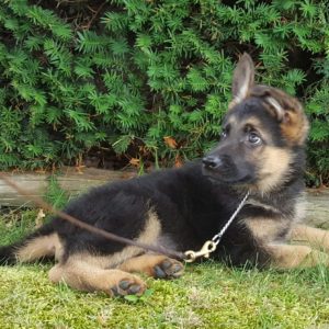 Ira: World-class, Male, German Shepherd Puppy – Man's Best Friend