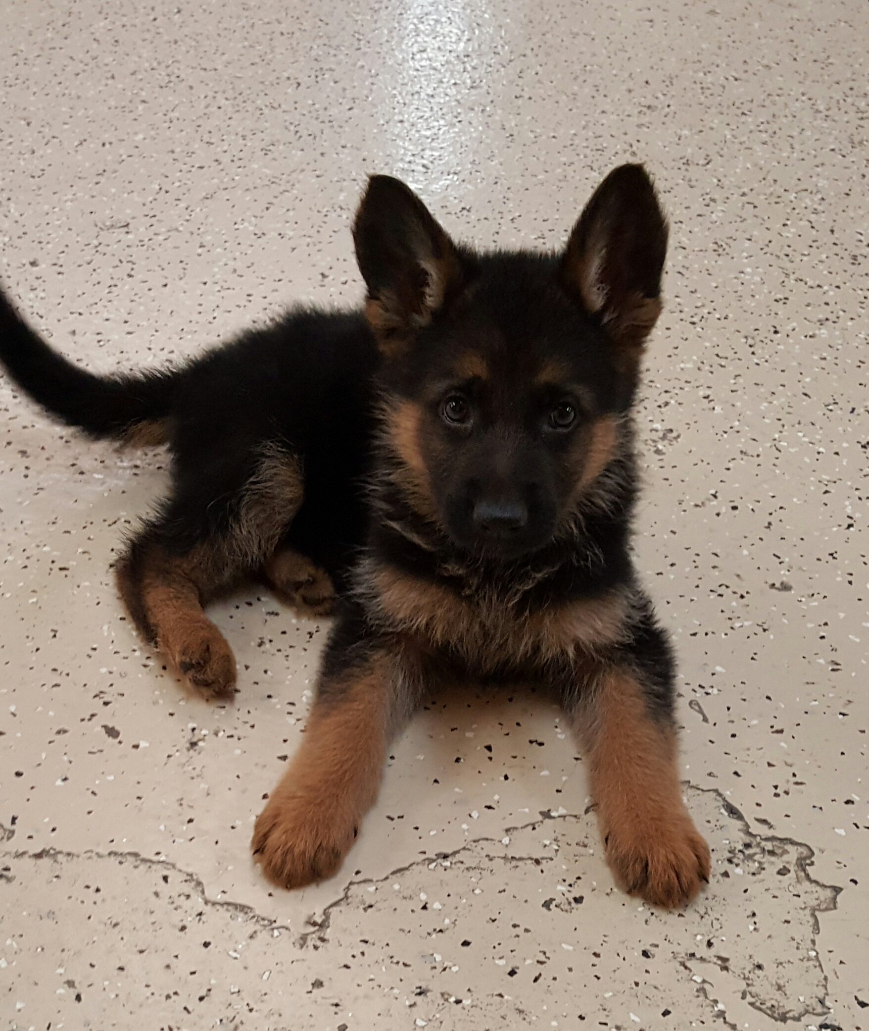 German Shepherd Puppy – Telegraph