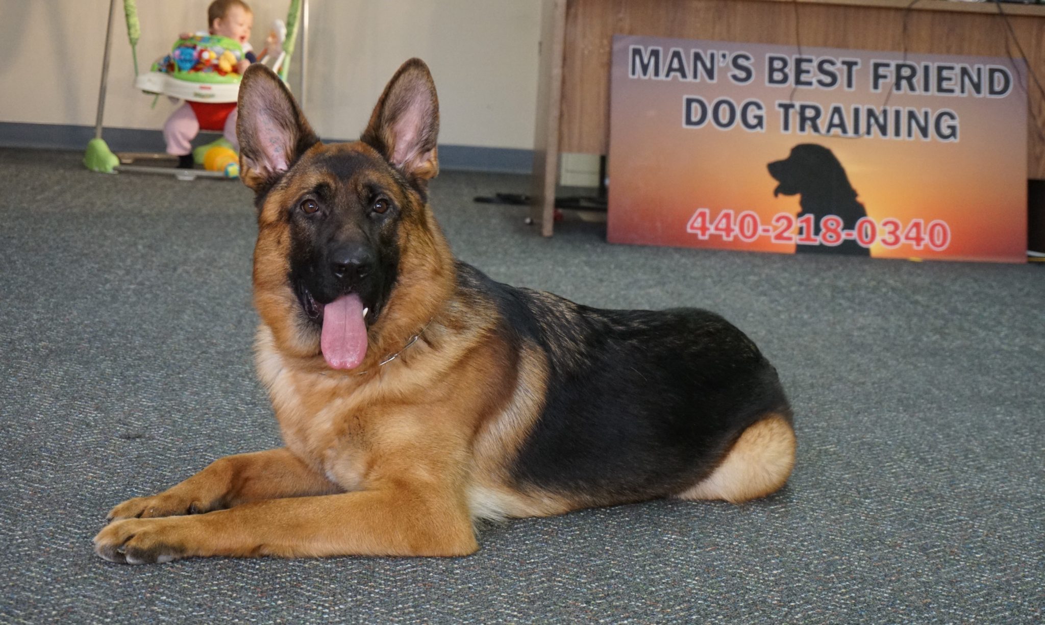 Ira Worldclass, Male, German Shepherd Puppy Man's Best Friend