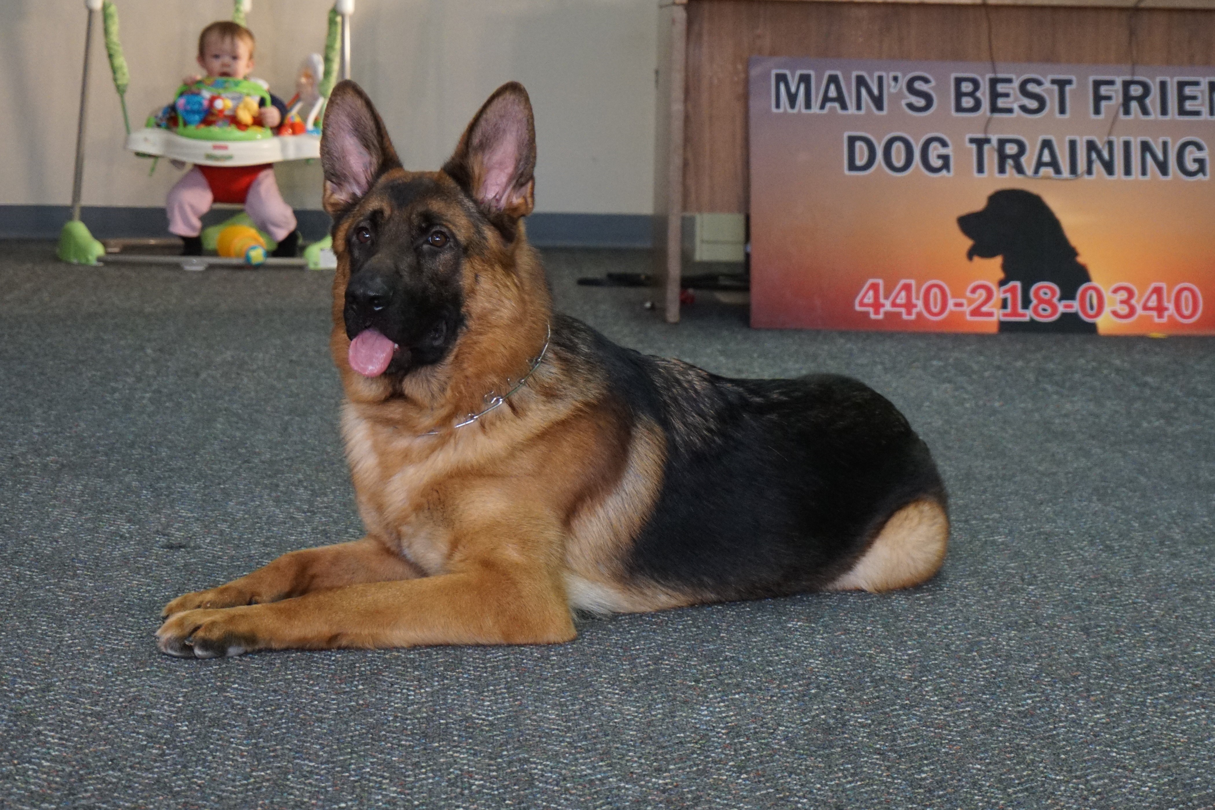 Ira Worldclass, Male, German Shepherd Puppy Man's Best
