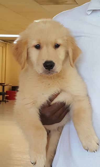 Ranger: AKC, Male, Golden Retriever Puppy Trained and For ...