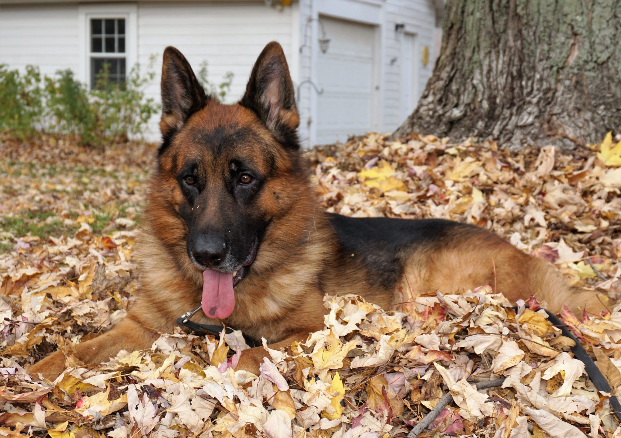 Renzo German Shepherd Service Dog Man s Best Friend