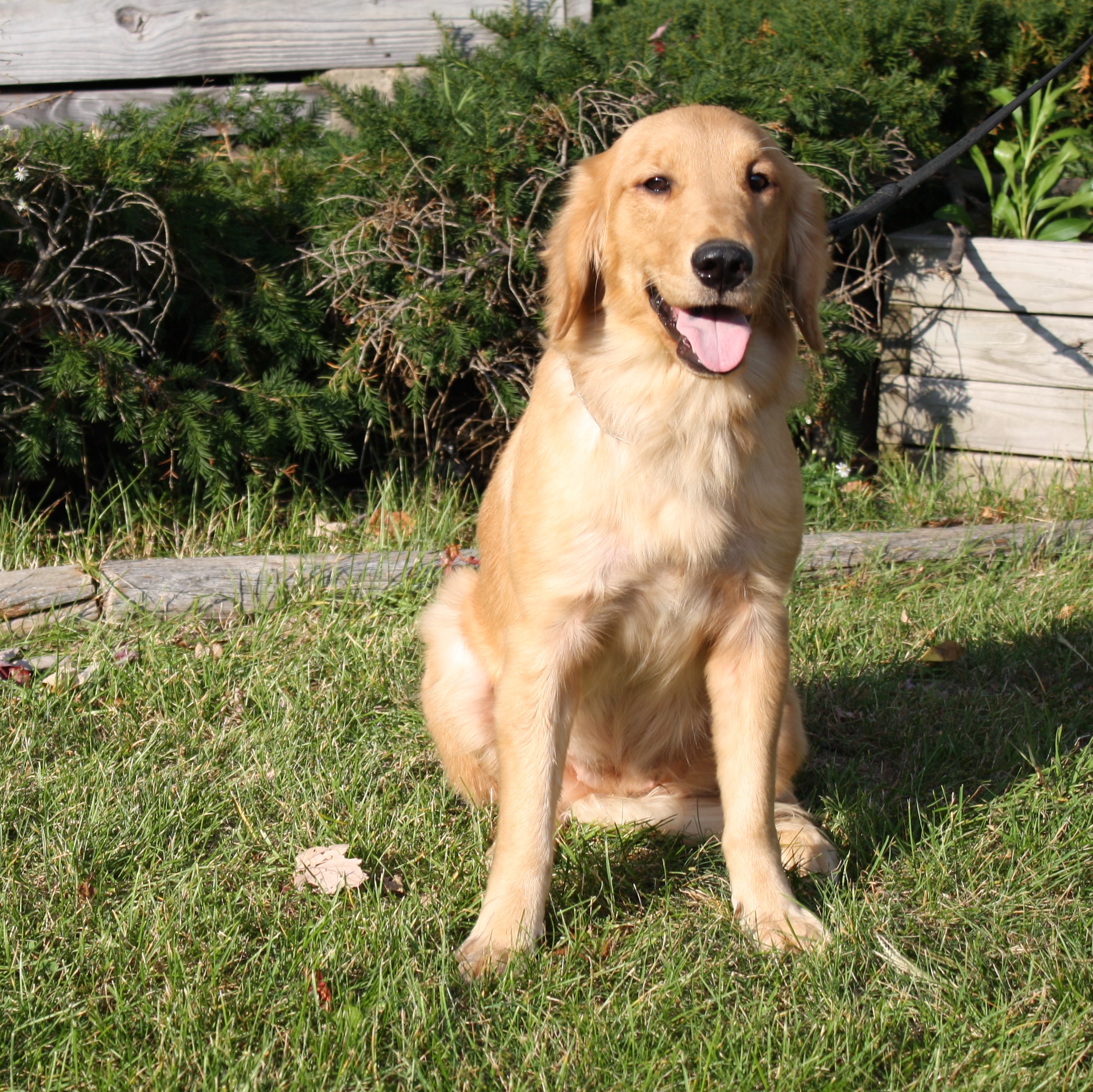 Nora AKC Female Adult Golden Retriever Man s Best Friend