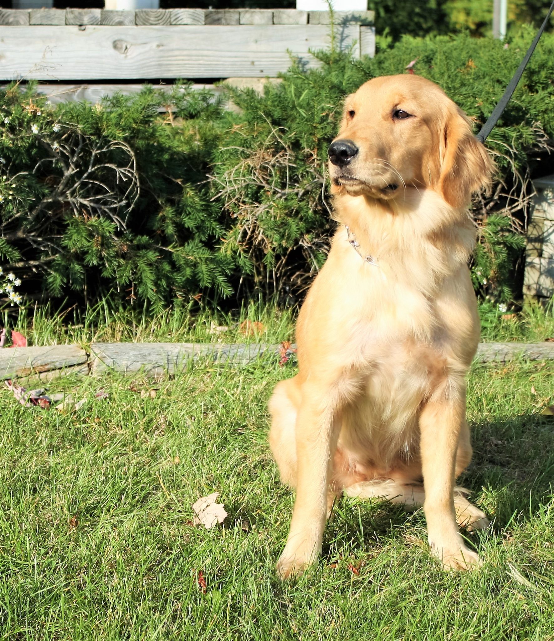 Adult female deals golden retriever