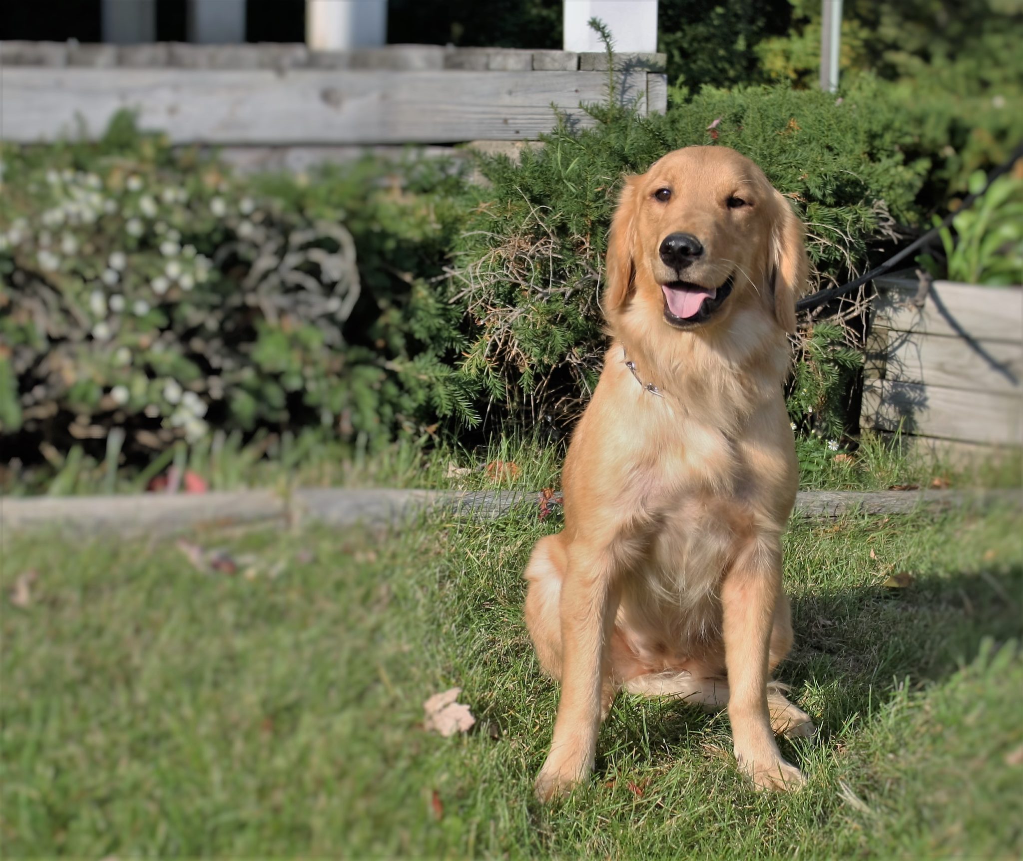 Nora AKC, Female, Adult Golden Retriever Man's Best Friend