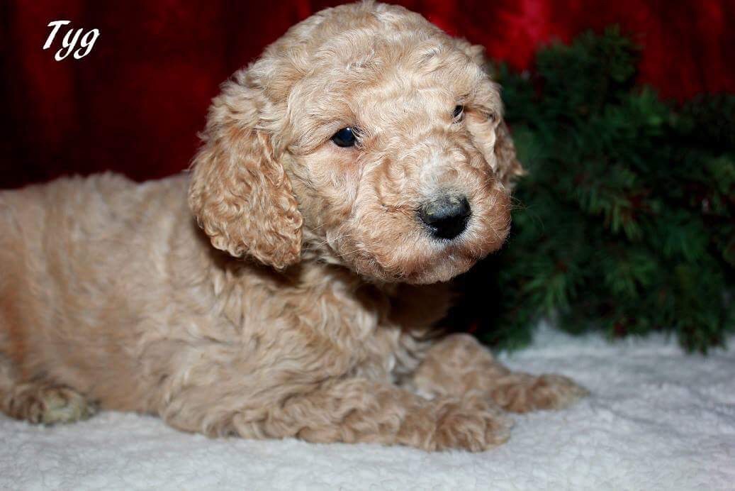 Keanu AKC, Male, Standard Poodle Puppy Man's Best Friend