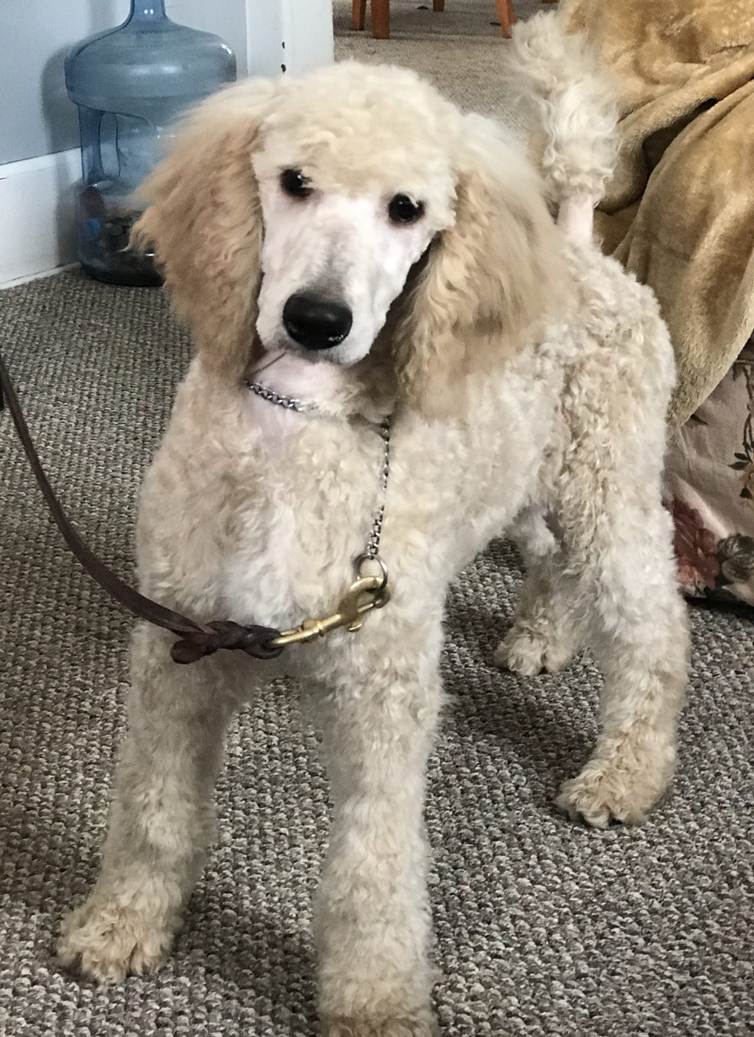 Image Result For Poodles For Sale Image Result For Poodles For Sale