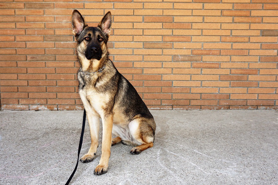 Sadie: Adult, Female, German Shepherd - Man's Best Friend