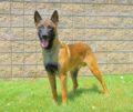 Man S Best Friend Dog Training Madison Oh Man S Best Friend Dog Training Madison Oh