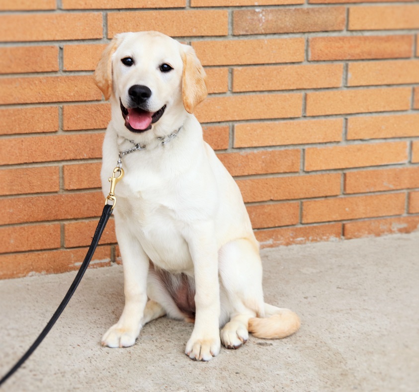 english cream labrador