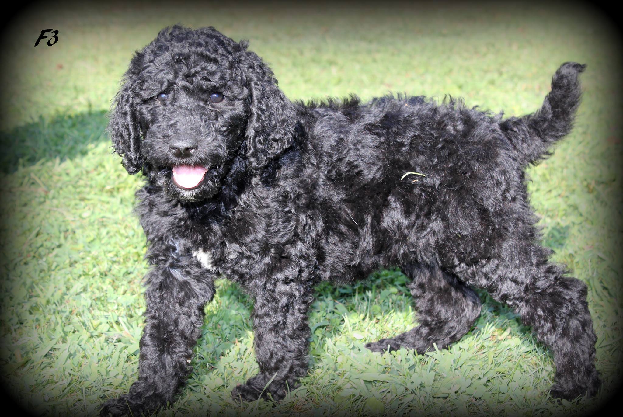 Ally, Female Standard Poodle Puppy For Sale Man's Best Friend Ally, Female Standard Poodle Puppy For Sale Man's Best Friend