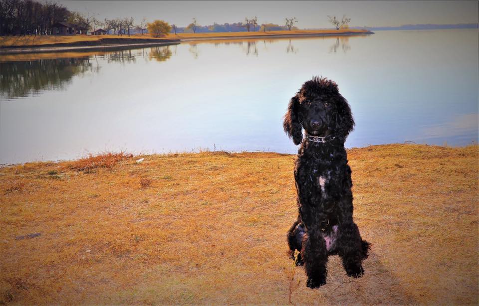Ally, Female Standard Poodle Puppy For Sale - Man's Best ...