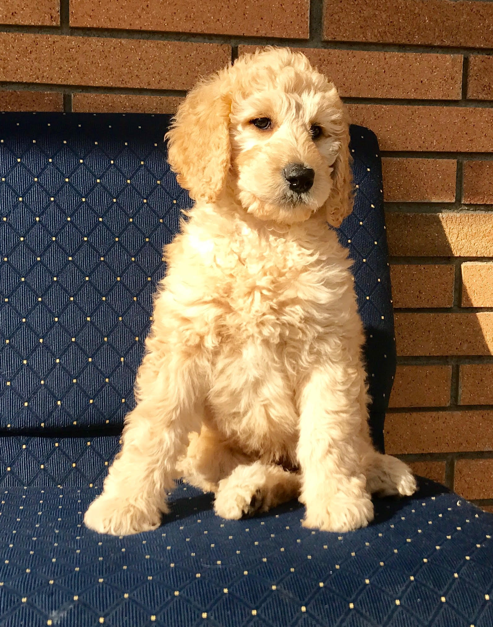 trained goldendoodle puppies