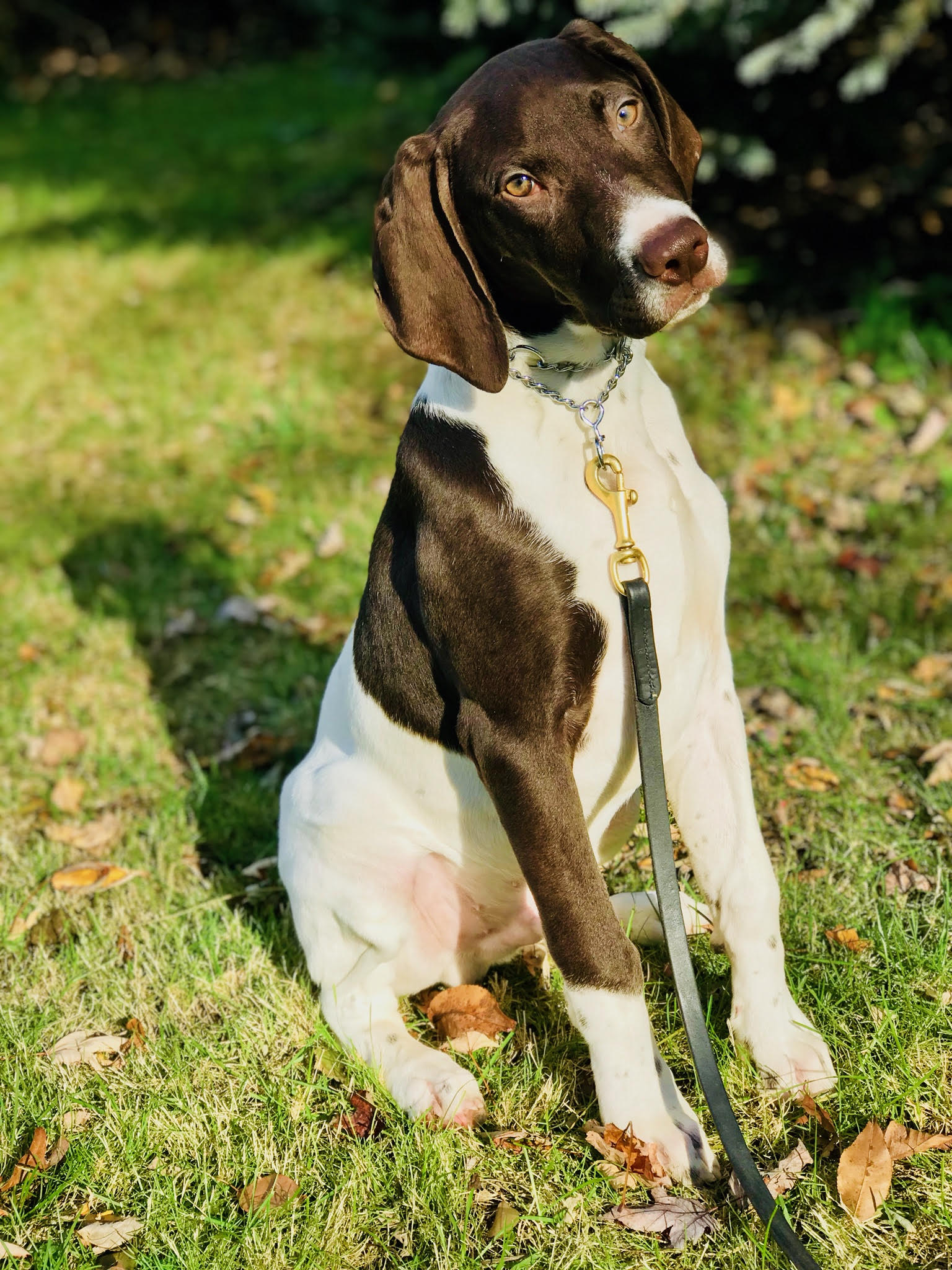 Trained German Shorthaired Pointer For Sale - Man's Best ...