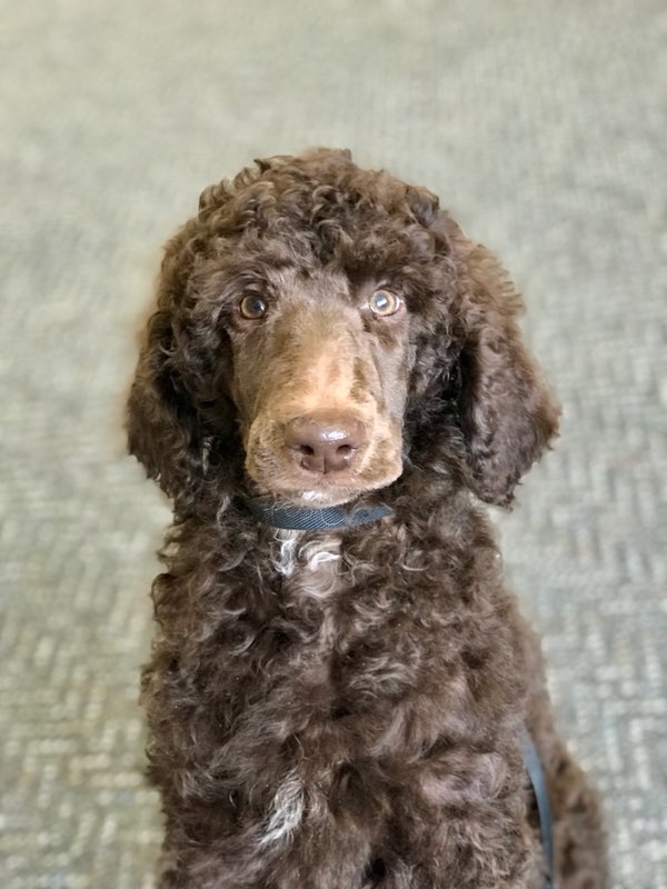 Trained, Chocolate, Standard Poodle Puppy For Sale Man's Best Friend