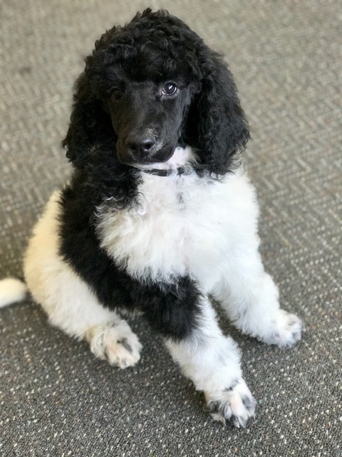 black white poodle