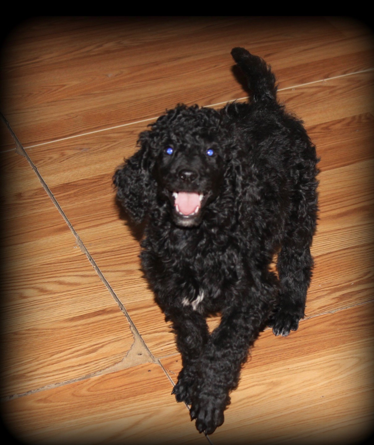 poodle standard puppy trained dog friend