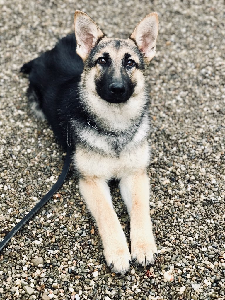 Chica Trained Rescue German Shepherd Man's Best Friend