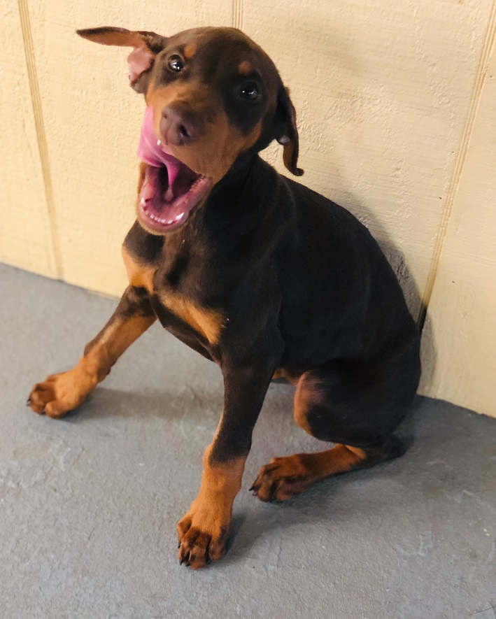 Ivy Female Doberman Puppy Man's Best Friend