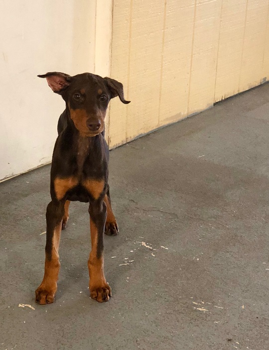 Ivy Female Doberman Puppy Man's Best Friend
