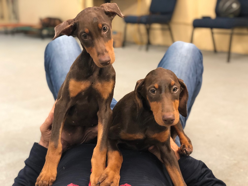 Ivy Female Doberman Puppy Man's Best Friend