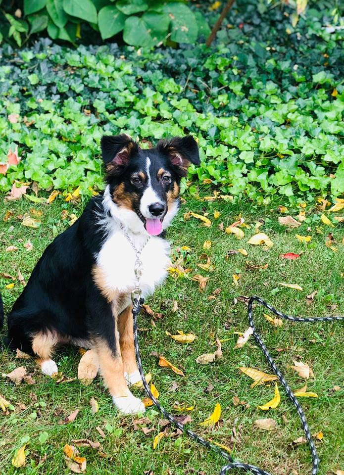 Bronson: Male, Aussie Puppy - Man's Best Friend