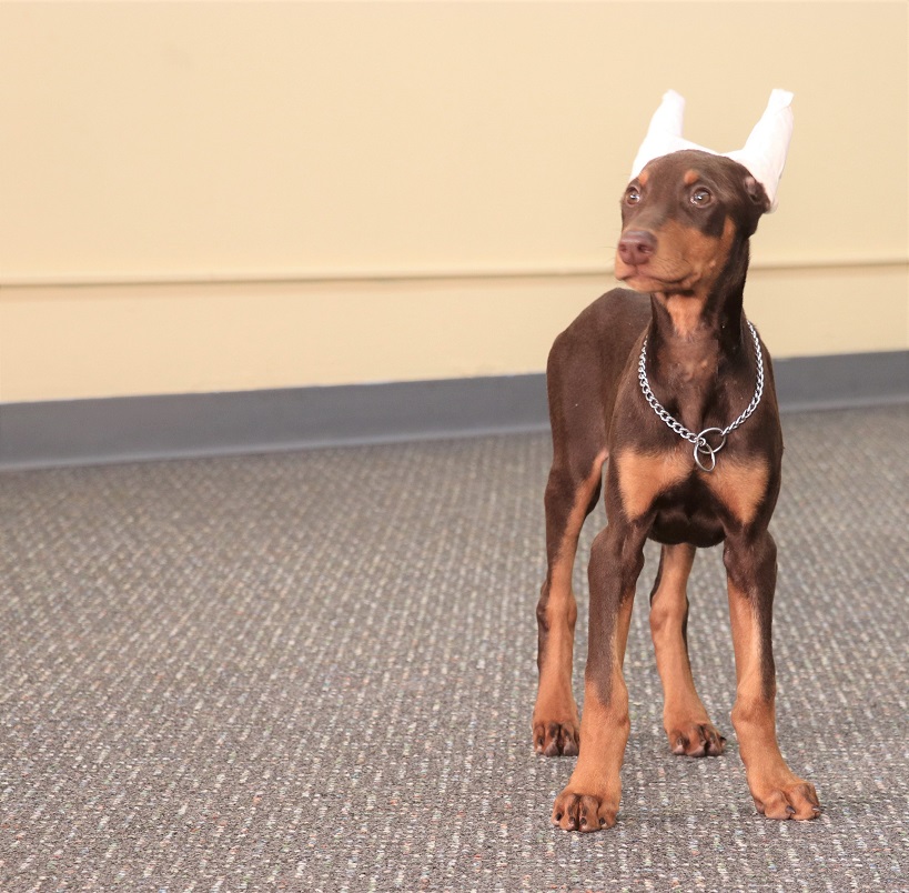 Ivy Female Doberman Puppy Man's Best Friend
