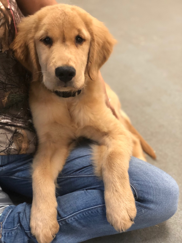 Golden retriever hot sale puppy male