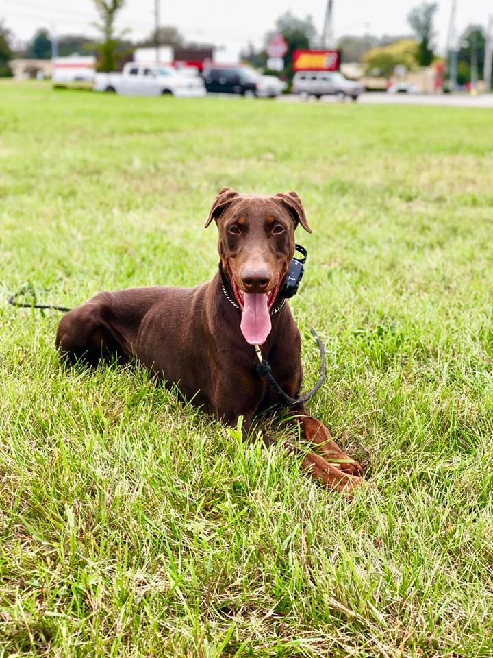 Red Trained Male Doberman Man's Best Friend