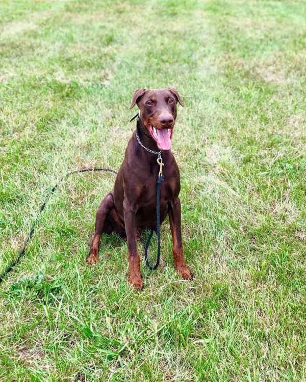 Red Trained Male Doberman Man's Best Friend