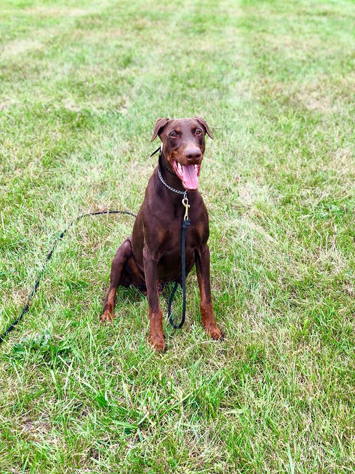 Chocolate doberman for sale hotsell