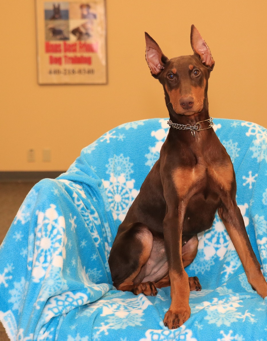 Ivy Female Doberman Puppy Man's Best Friend