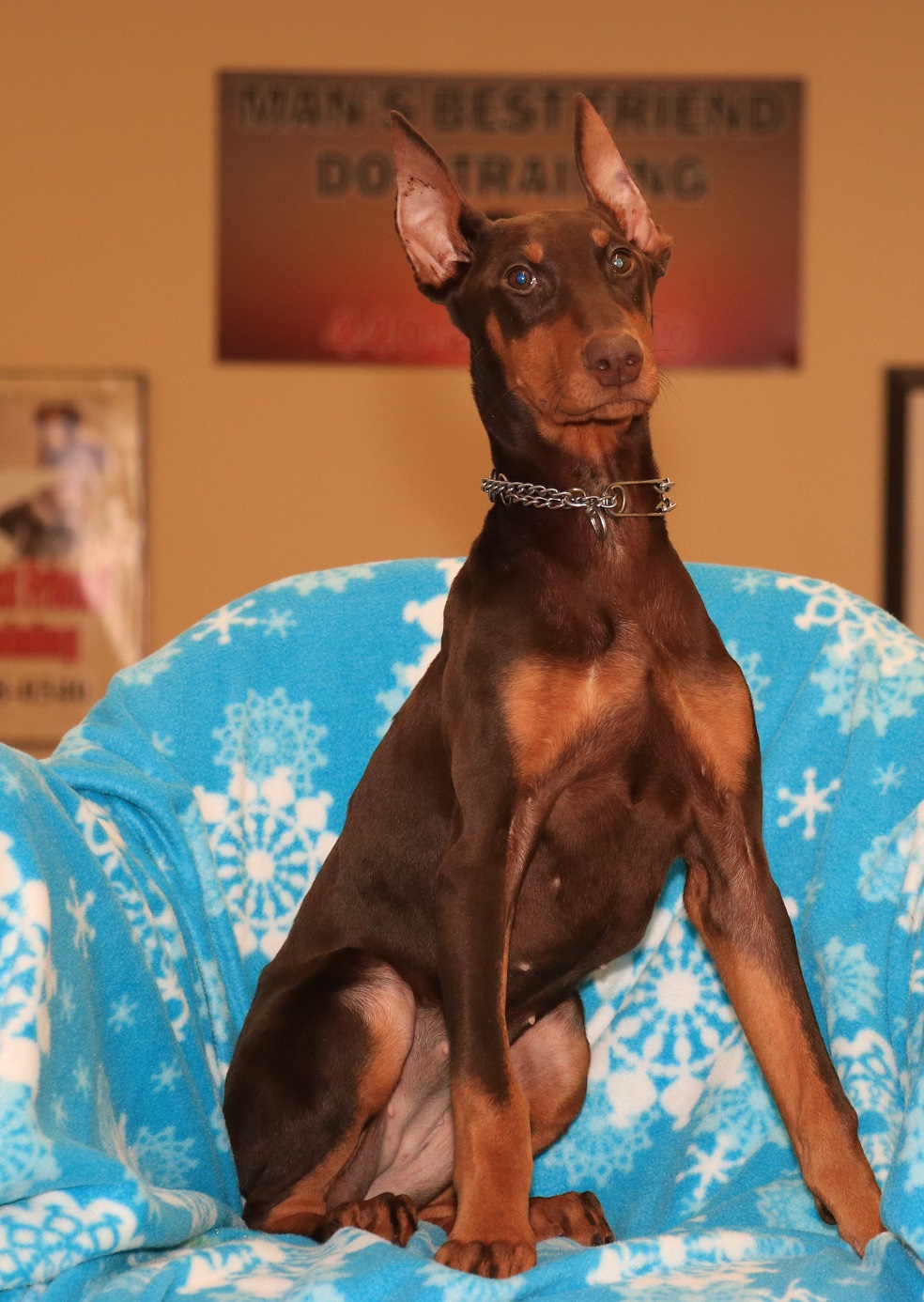 Ivy Female Doberman Puppy Man's Best Friend