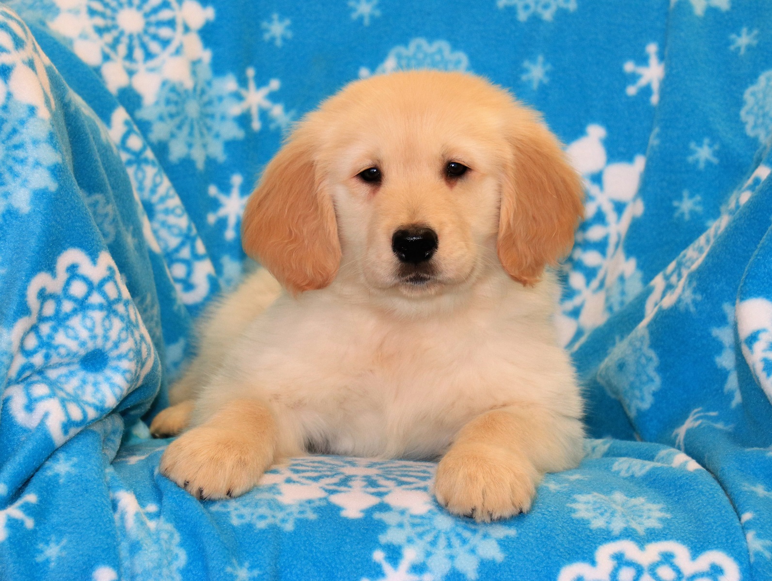 Orange Collar Golden Retriever Puppy Man s Best Friend