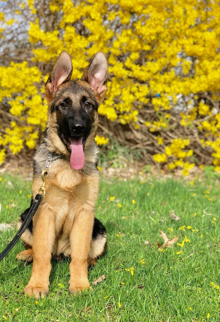 Deluca Trained Working Line German Shepherd Puppy Man s Best Friend