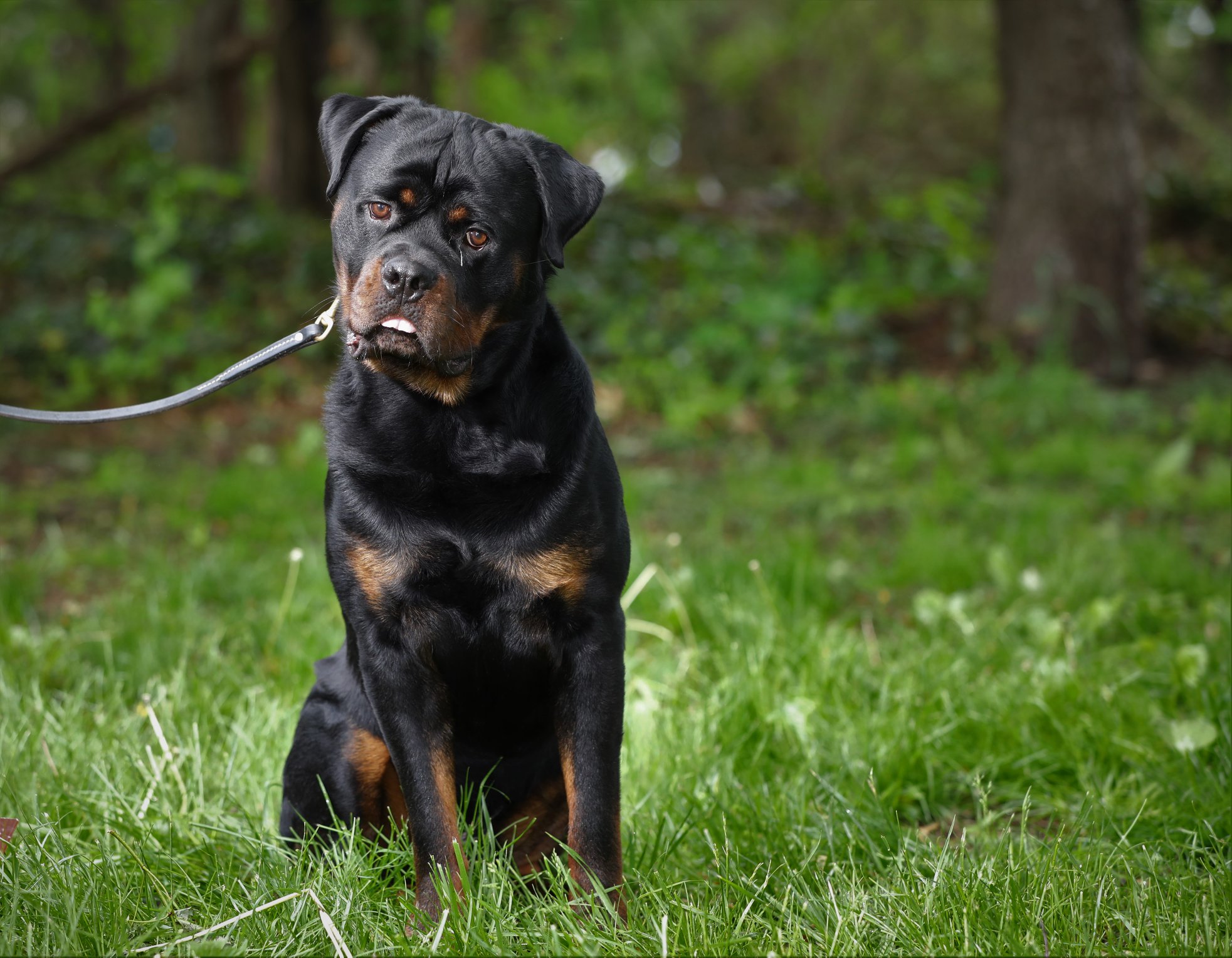 Ruger: Adult, Male, Rottweiler For Sale – Man's Best Friend