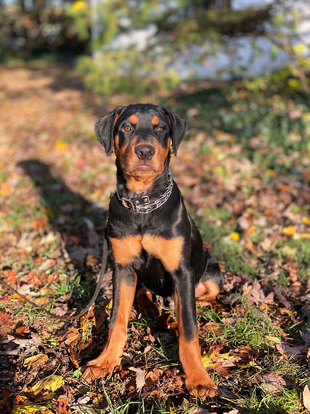 BLACK COLLAR-MALE, ROTTWEILER, BRED, SOCIALIZED, TRAINED ...