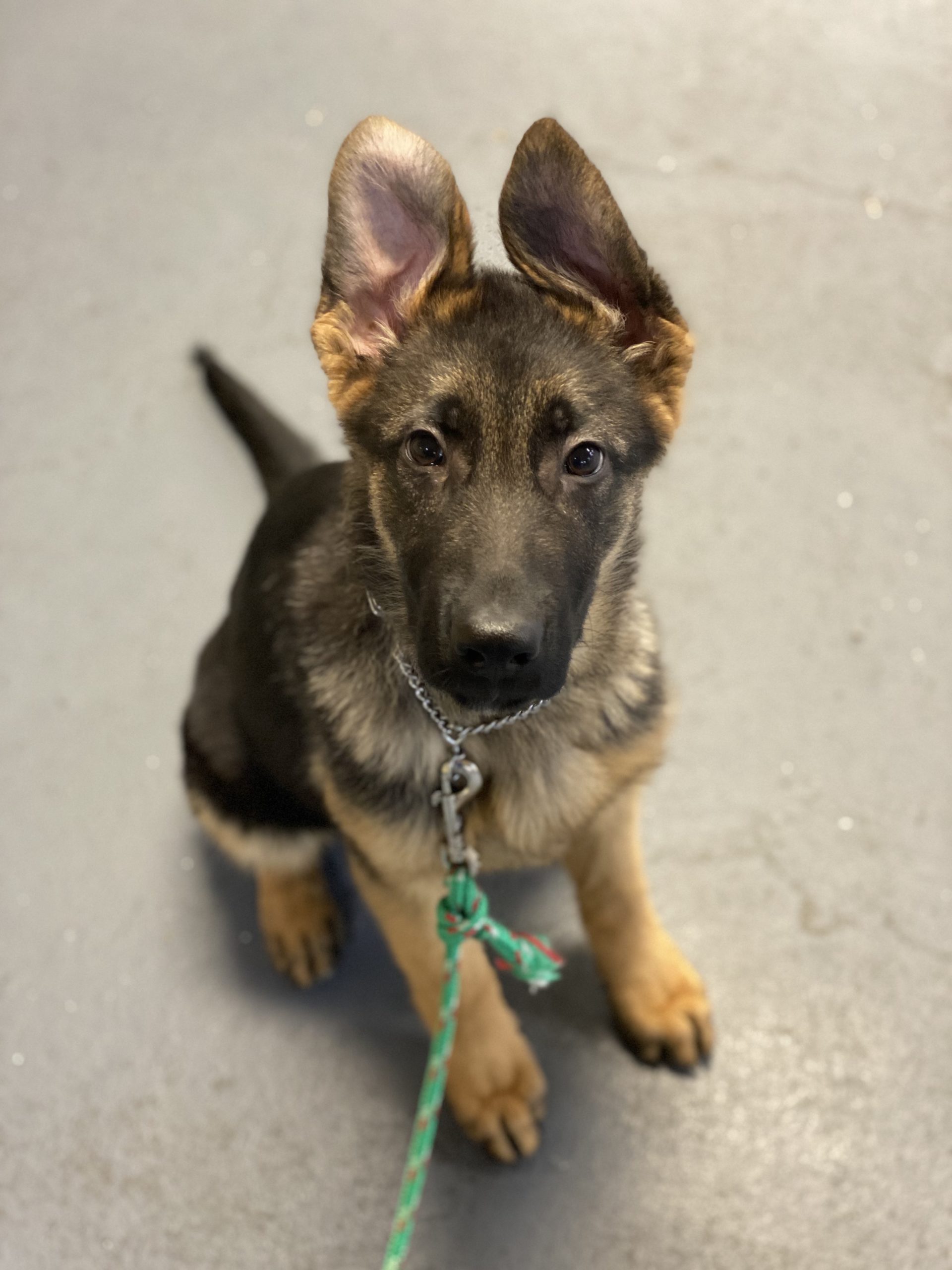 Ace: Trained, Socialized and Handsome, Male German Shepherd Puppy For