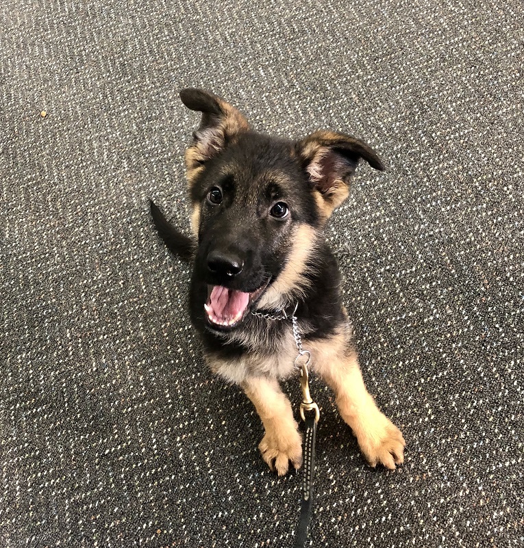 Ace Trained, Socialized and Handsome, Male German Shepherd Puppy For Sale Man's Best Friend