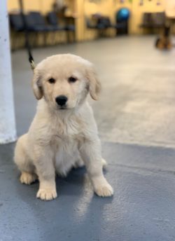 trained dogs for sale near me