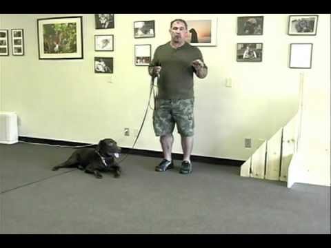 Cleveland Ohio Master Dog Trainer Mans Best Friend Dog Trainer Now