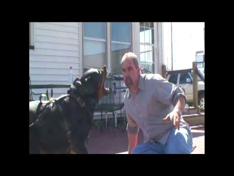 Most Intresting Dog Trainer in the World