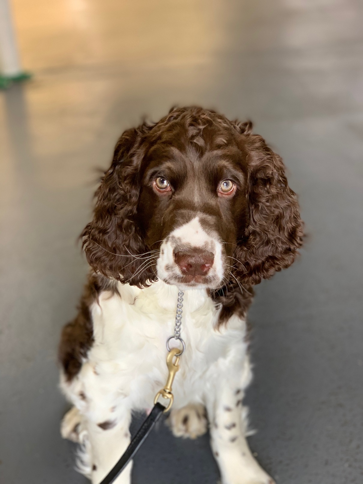 Henry Trained Springer Spaniel Man's Best Friend