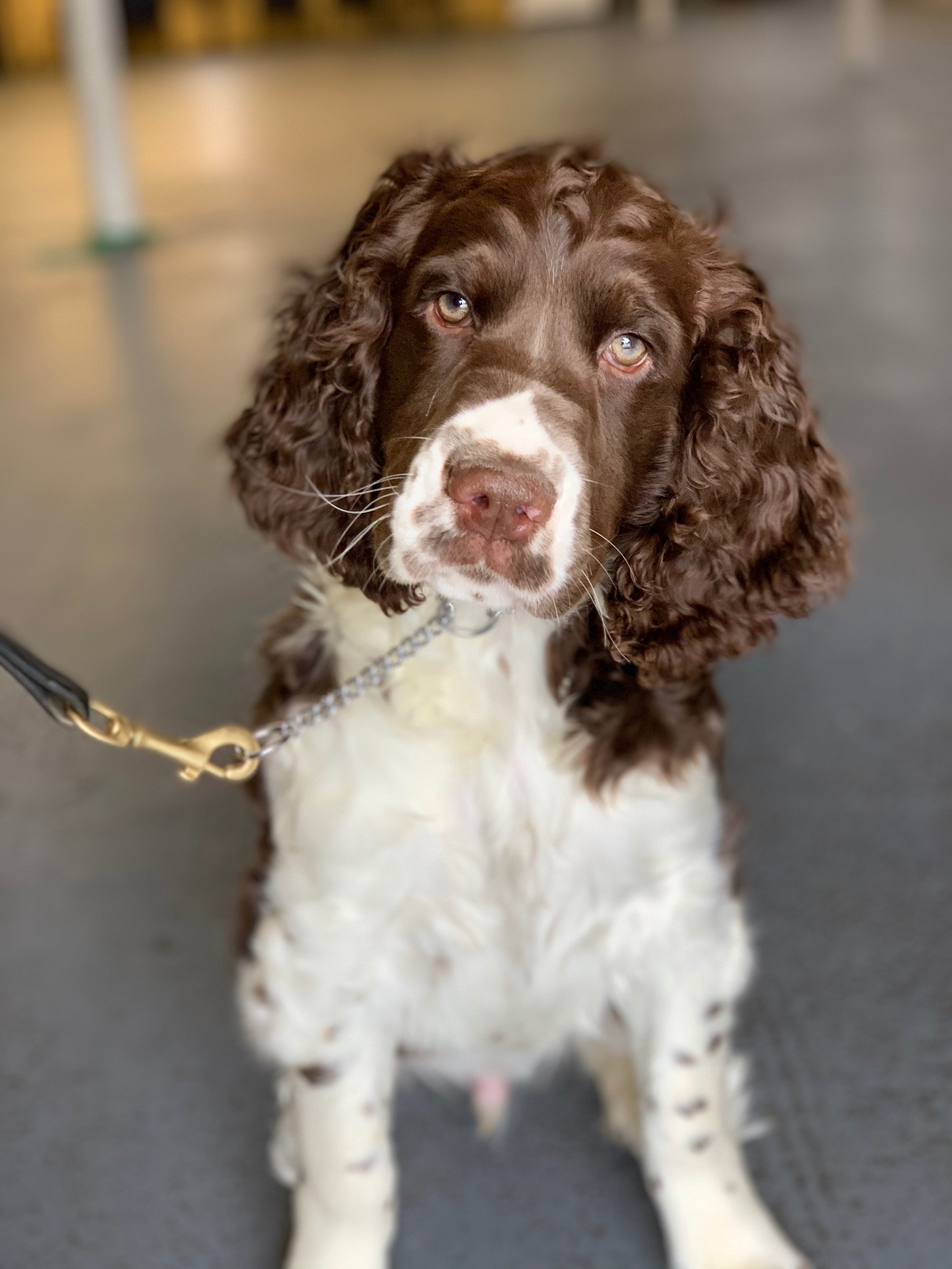 Trained springer best sale spaniels for sale