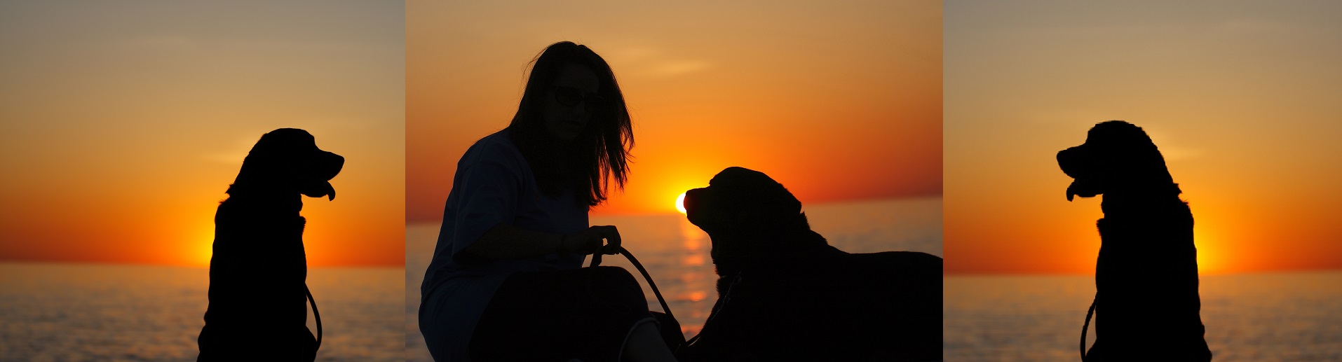 Protection Obedience Therapy Dog Training Madison Cleveland Ohio